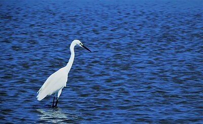 高美濕地生態體驗報名中。圖/台中市農業局提供