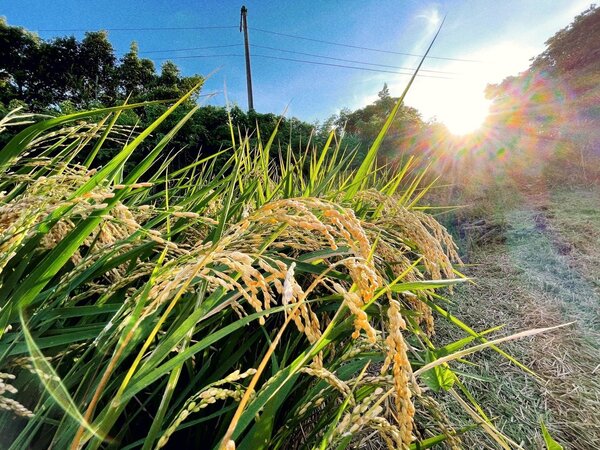 「2021北投種稻體驗活動」開放報名。圖／台北市產發局提供
