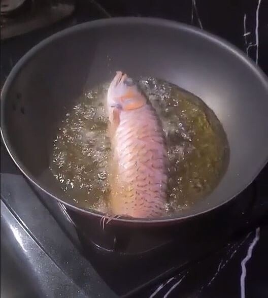 丈夫始終不清理魚缸，讓妻子好心累，心一狠決定料理魚缸中的名貴紅龍，放入油鍋中油炸。圖／翻攝自TikTok @miakurniawan01