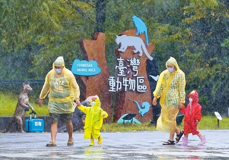 
國慶連假最後一天，台北市木柵動物園11日因輕度颱風「圓規」影響，人潮不多，雨勢忽大忽小，入園民眾穿雨衣及拿雨傘，把握假期入園遊玩。（陳俊吉攝）
