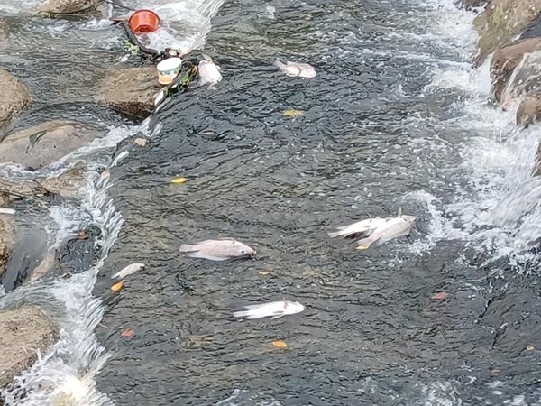 民眾拍下從福德坑溪一路漂到三峽河的死魚屍體。圖／民眾提供