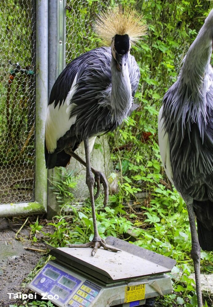 動物上秤密技大公開。圖/北市府提供