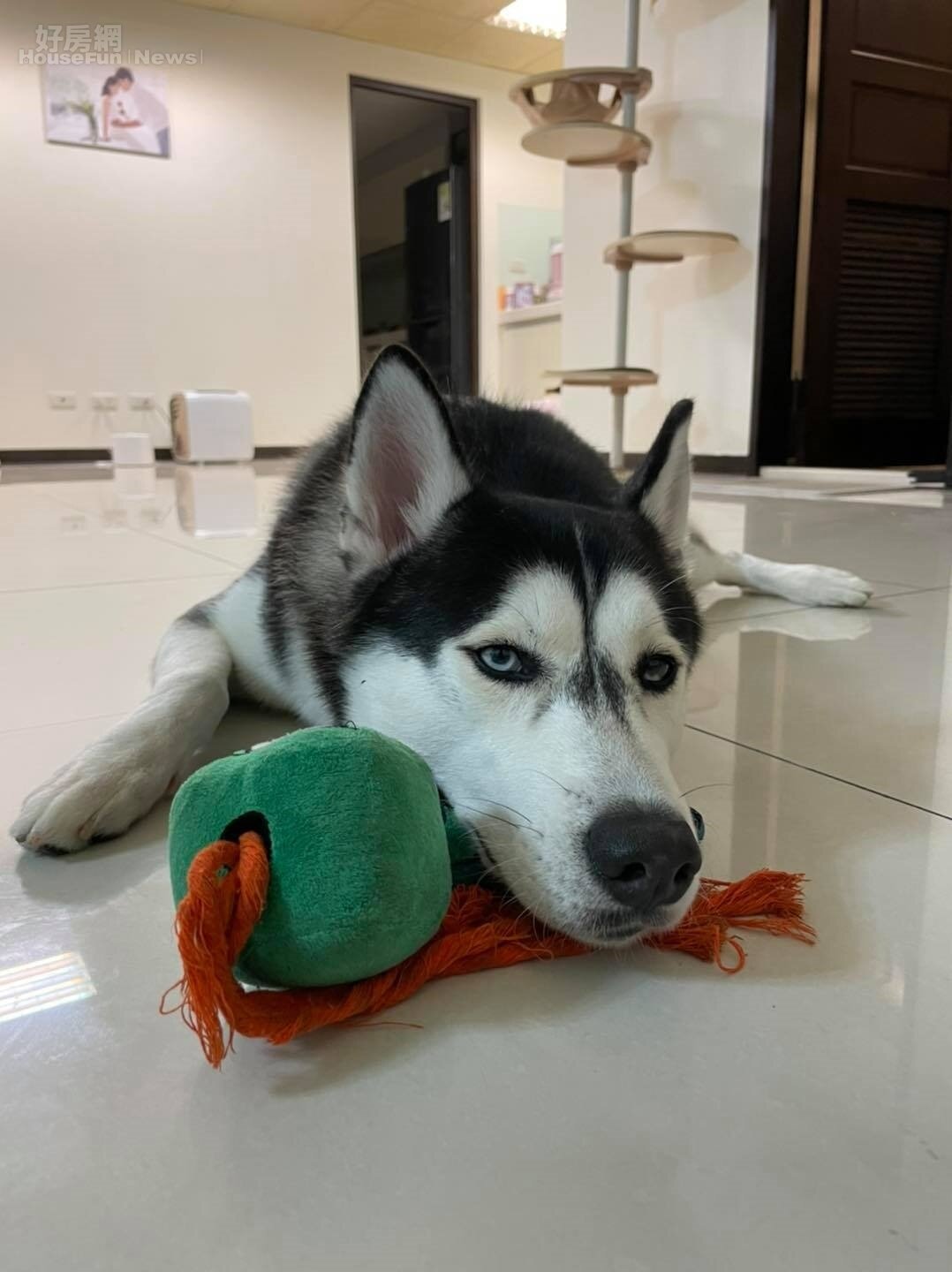 YouTuber陳彥婷表示,因為家中有養毛小孩,租屋合約中會要求房東註明「同意租客養寵物」,以免房東事後反悔引發爭議。圖/取自陳彥婷臉書