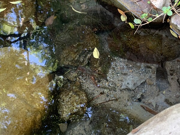 「美國螯蝦」大量現蹤護城河影響生態,新竹市府捕捉3千隻呼籲民眾勿放養、勿垂釣。圖/新竹市政府城市行銷處提供