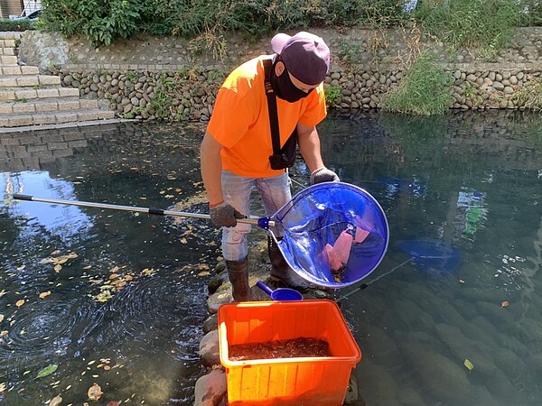 「美國螯蝦」大量現蹤護城河影響生態,新竹市府捕捉3千隻呼籲民眾勿放養、勿垂釣。圖/新竹市政府城市行銷處提供
