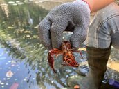 會鑽洞的「不速之客」！新竹護城河5天竟撈起3000隻小龍蝦