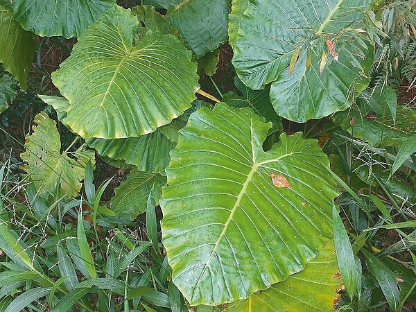 姑婆芋的葉子大，表面光滑，水珠無法凝結，全株有毒。圖／沈錦豐提供