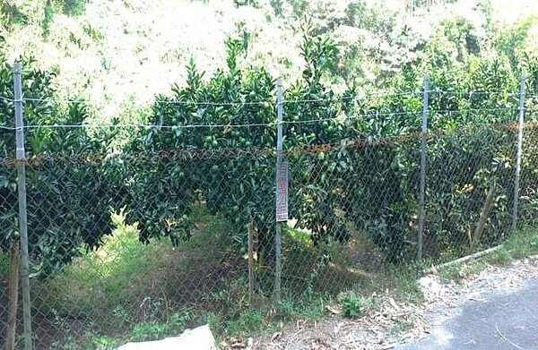 雲林縣政府配合林務局推行電圍網防猴成效日增,今年該措施擴大補助,可望更多符合條件且有需求的農民都申請得到。記者陳苡葳/翻攝