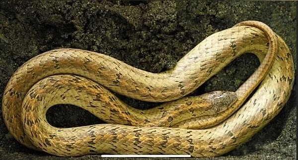 彰化縣中山國小教室最近跑進一隻無毒蛇赤背松柏根,以前在八卦山區很少見赤背松柏根,蛇的出現其實是生態的良性指標。圖/聯合報