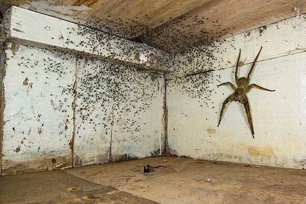 巴西流浪蜘蛛親子照。圖/取自facebook《Royal Ontario Museum》