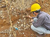 淡海新市鎮疑現貝塚　會勘待釐清