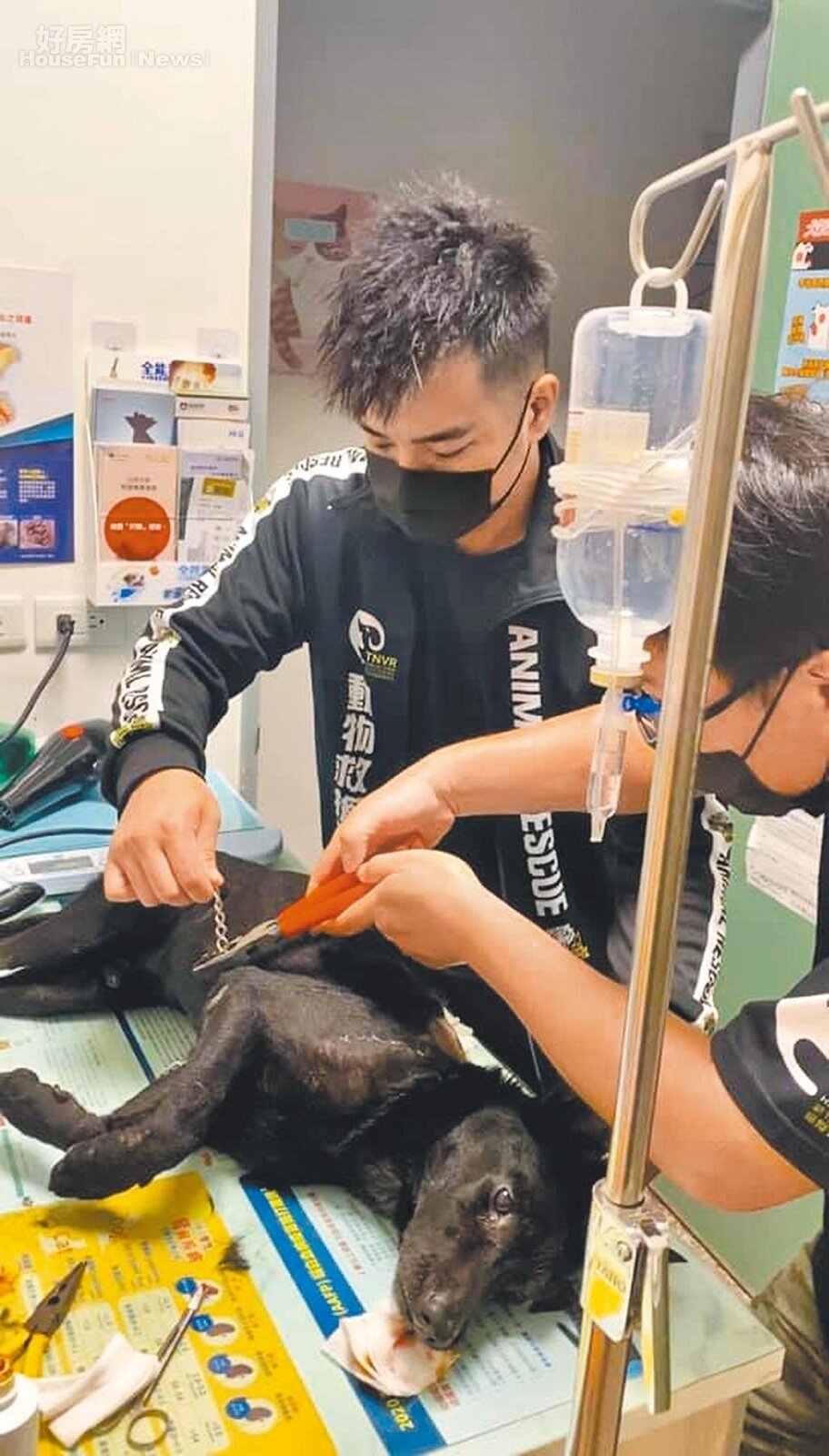 有民眾看到小黑狗疑似墜樓受傷,動保志工獲報後緊急前往救援,並將小黑狗送醫救治。圖/新竹市浪愛傳遞貓狗tnvr協會提供;邱立雅竹市傳真