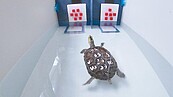 台師大發現　斑龜會算數　能分辨９和10