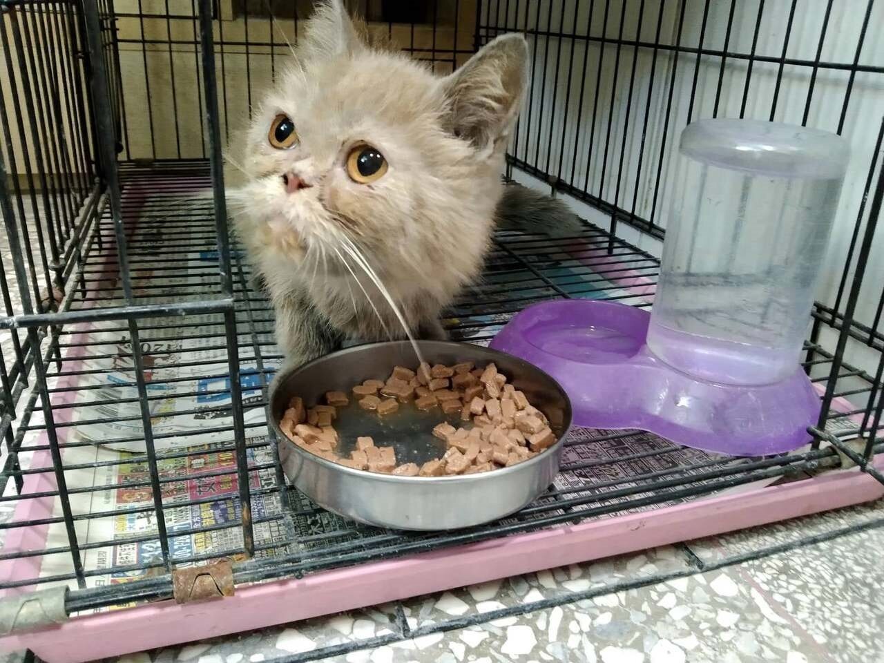 警方21日前往城中城巡查時,意外發現一隻倖存的寵物貓,隨後交由動保處處理,目前健康狀況穩定。圖/市府動保處提供