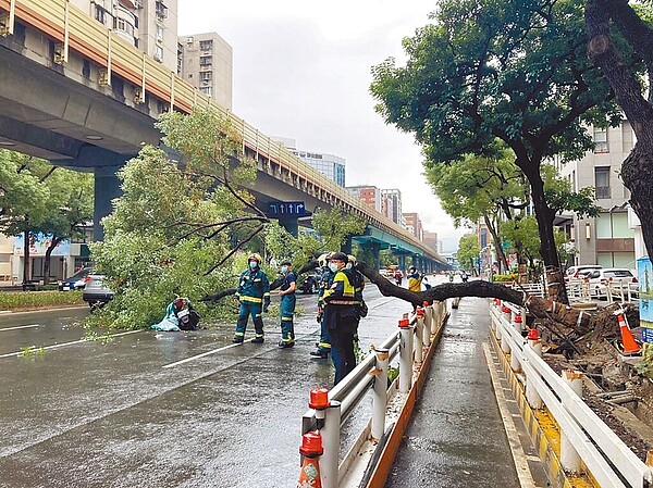 北市復興北路一棵高約20公尺路樹，23日下午突然倒塌，砸中一輛機車造成2人受傷。圖／翻攝照片