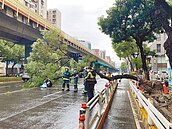 20米路樹突倒塌　重砸騎士2人送醫