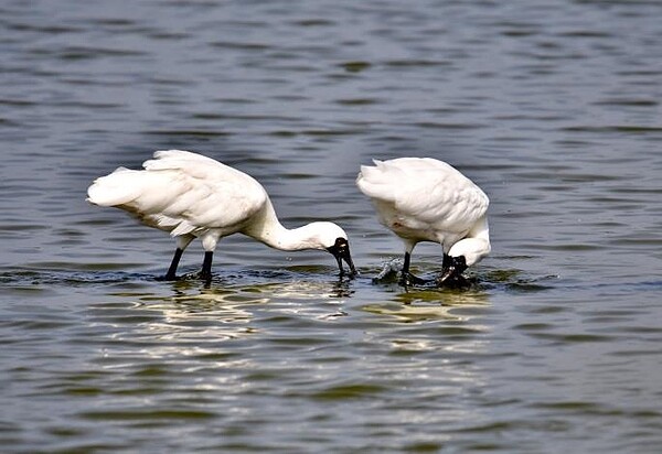 台南展開黑面琵鷺保育季。圖/拍鳥俱樂部王國衍提供