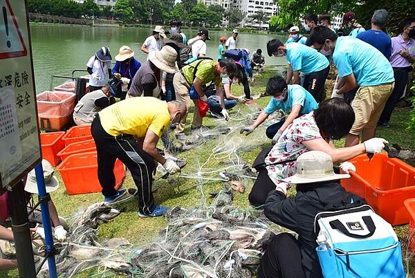 守護大湖公園原生魚，外來魚Out。圖／台北市工務局提供