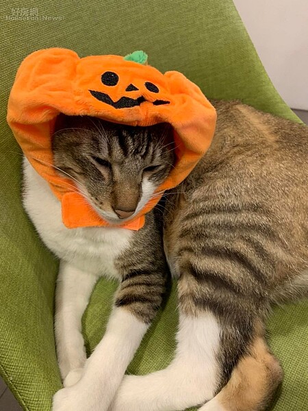 近幾年飼養毛小孩的人越來越多,根據寵物登記管理資訊網統計結果顯示,今年貓、狗新增認養登記數量已超越新生兒出生人數。圖/好房網News記者賴心怡攝影