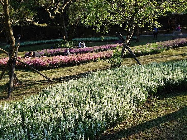 陽明公園橙色桂花飄香。圖/北市府提供