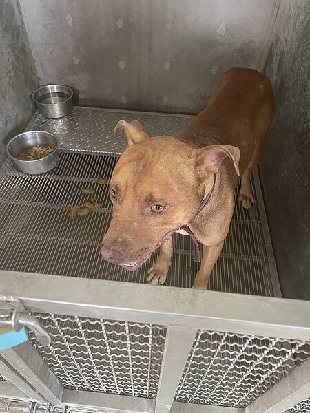 比特犬咬死飼主的朋友,被捕捉進收容所,找不到人領養就將面臨永久性收容。圖/家畜所提供