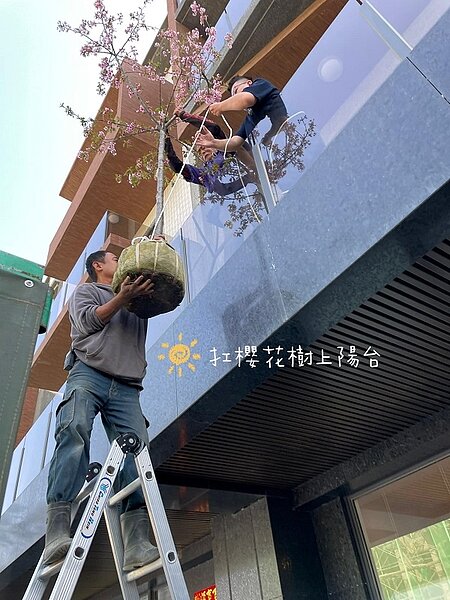 原PO在陽台放置櫻花樹。圖/截自《佈置藏在生活裡》