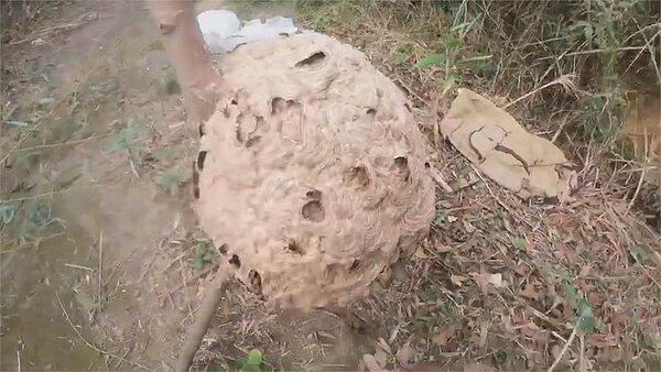 高雄巿楠梓、鳥松戶政事務所一行39人昨上午到那瑪夏區舉辦新住民教育活動,其中1人疑因被虎頭蜂叮咬後,情急下用手揮舞,驚動整窩虎頭蜂群,攻擊該團團員,總共24人遭螫傷,幸好大部分傷者並無大礙。圖/翻攝