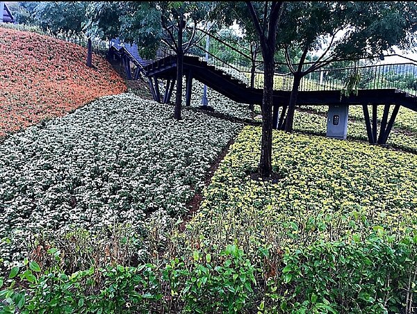 三層崎花海現況。圖/台北市政府公園處提供