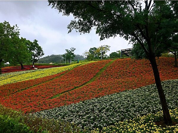 三層崎花海現況。圖/台北市政府公園處提供