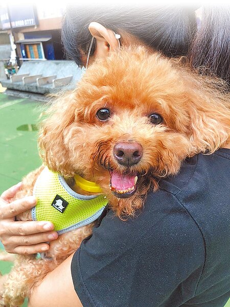 寵物被視作家人,身後事也愈來愈講究,新北市議會民進黨團要求市府訂定自治條例,保障飼主與毛寶貝。圖為示意圖。圖/新北市動保處提供