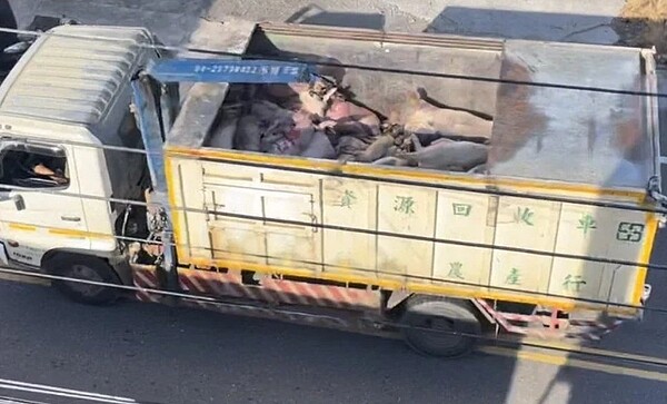 雲林縣土庫居民對最近嚴重惡臭展開蒐證追查,發現原來是不明回收車非法集運大批死豬有關,群起要求政府單位取締改善。圖/聯合報記者蔡維斌翻攝