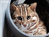 卡哇伊！石虎二哥「虎力勇」搬新家　臺灣動物區與你相見