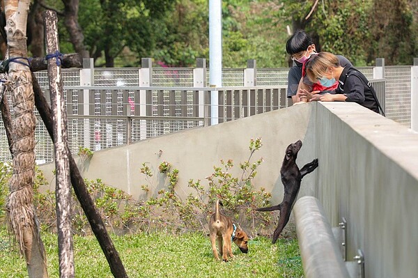 高齡流浪狗認養率低,議員建議提供寵物認養保險,可提高認養意願;市府表示,明年針對高齡犬試辦。圖/台中市動保處提供