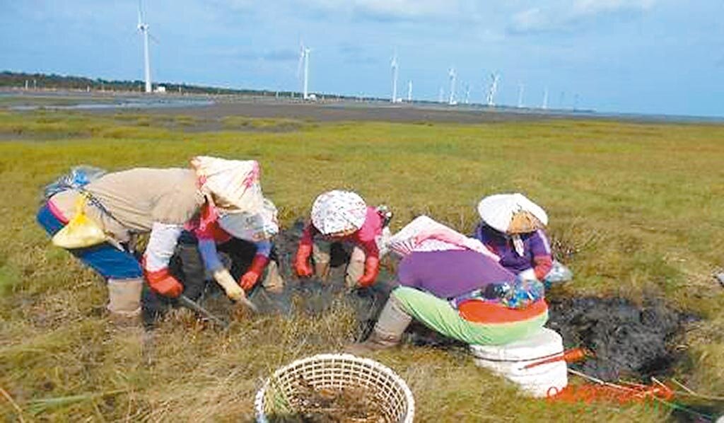 市府每年定期編列150萬元,以人工方式進行互花米草與蘆葦挖除作業。圖/台中市政府提供;中時記者陳世宗台中傳真