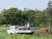 金門牛肉銷台　中央同意解封