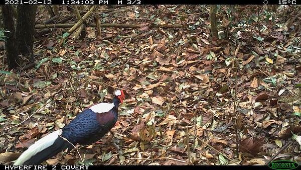 監測單位在新社區大坑5-1步道旁發現藍腹鷴。圖/林務局東勢林區管理處
