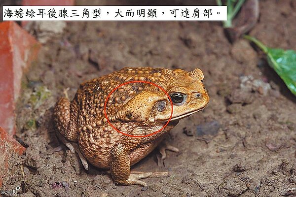 世界百大入侵種「海蟾蜍」,首度在南投縣屯鎮被發現。(何俊霖攝/南投林管處提供/廖志晃南投傳真)