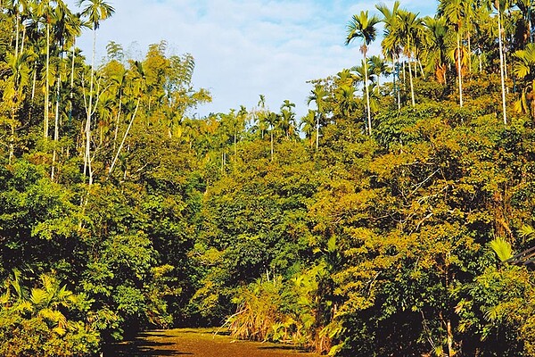 台灣若只想依靠森林來達成減碳目標,學者認為非常困難。圖為地球公民基金會揭露政府「造林活動」流於人工栽植成效不彰記者會上,展示出鹿角埤生態園區20年復育成果。圖/地球公民基金會提供