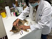 毛小孩也會有糖尿病！　「三多一少時」要送醫