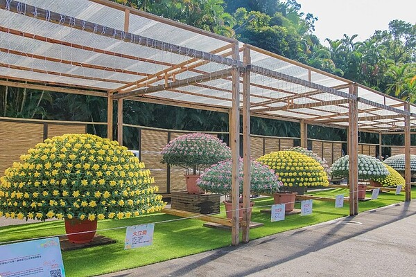 大立菊是每年菊展重點。圖／台北市公園處提供