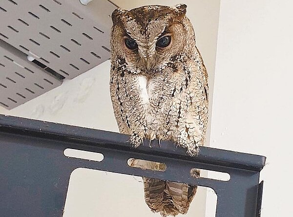 基隆市中正國中昨上午有一隻領角鴞密訪802教室,全校師生搶著拍照留念。圖/摘自基隆市中正國中臉書