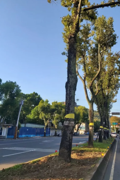 民眾指出,往故宮方向的至善路二段路樹一夜之間消失。圖/民眾授權提供