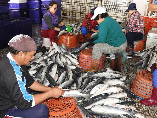 嘉義縣預計本周末進入今年殺烏取卵旺季,17日卻罕見傳出首批野生烏金提早入網。示意圖/中時資料照