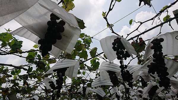 氣候變遷導致平地氣溫高熱,山區易下大雨,葡萄容易發生晚腐病。記者簡慧珍/攝影