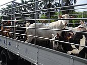 今年羊價漲每公斤站上350元　　後市仍看漲原因是這