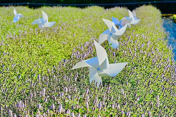 2021年仙草花受天候影響目前持續生長為淡紫色，預計3至5天將會紫爆盛開，歡迎遊客陸續來拍照遊玩。圖／桃市府農業局提供