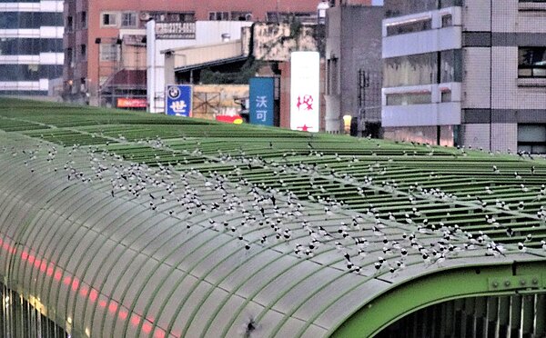 白鶺鴒鳥每天傍晚聚集於捷運文心崇德站的隔音牆上「晚點名」。圖／台中捷運公司提供