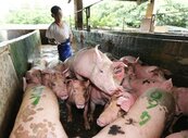 豬農憂兩頭空：國產出口難　進口豬瓜分市場