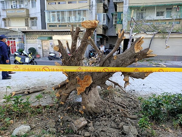 據初步判斷，這棵傾倒鳳凰木疑似罹患「褐根病」，後續將進行移除燒毀。圖／高雄市工務局提供