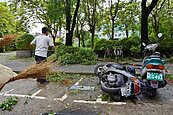 住家、車遭路樹壓毀　可申請國賠